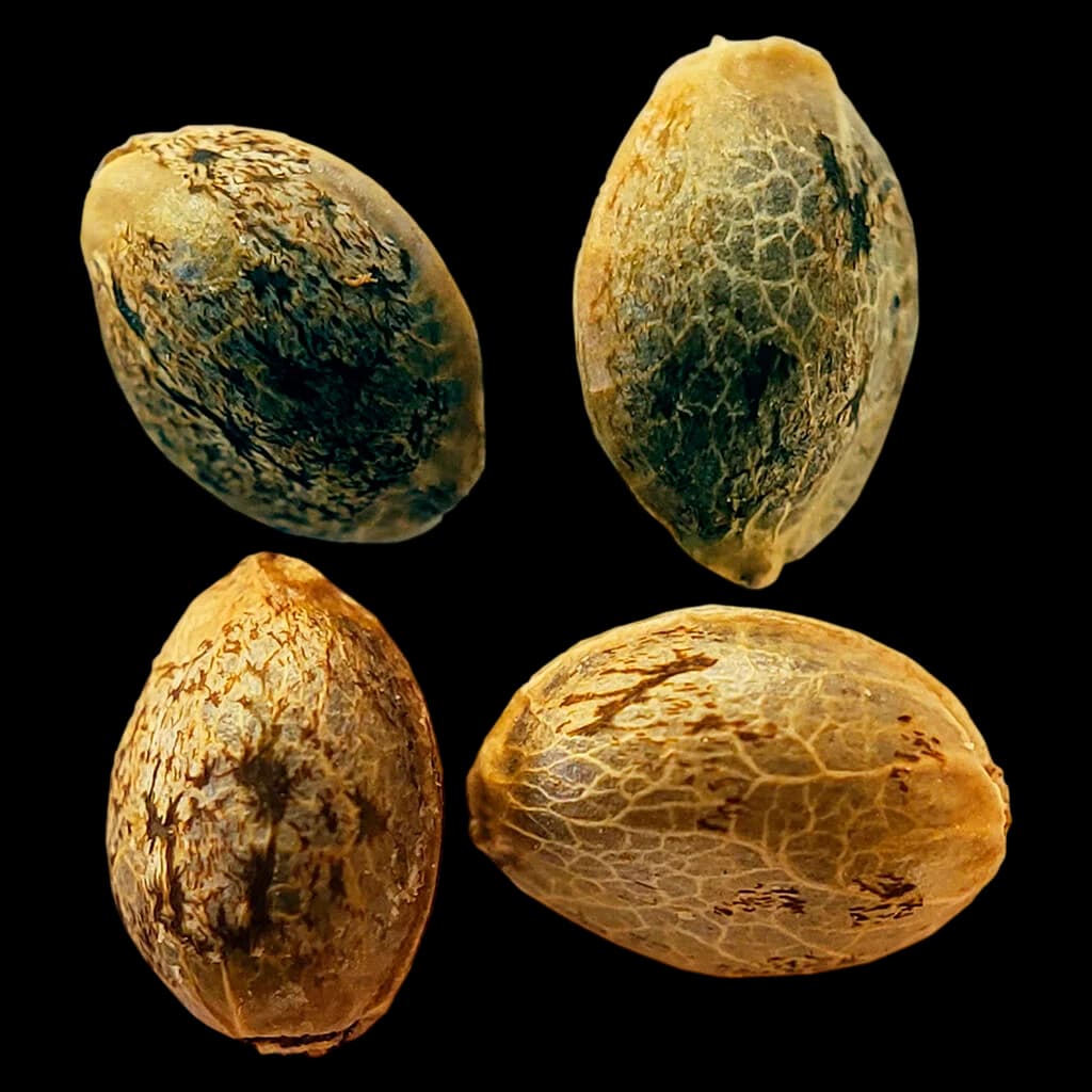 Weathered Islands Craft Cannabis Cup Autoflower Feminized seeds, four individual seeds displayed showing tan and dark striped seed coating