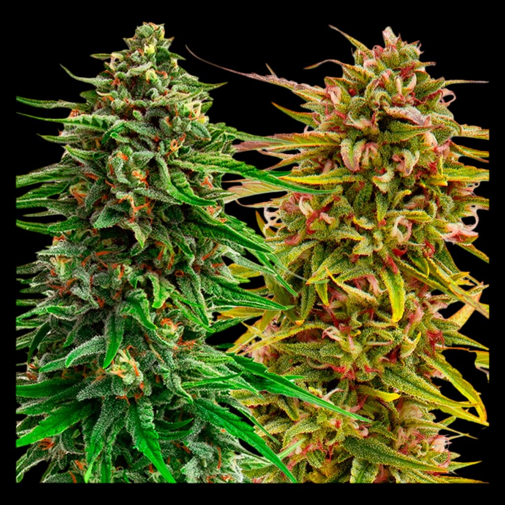 Two cannabis flower buds with contrasting phenotypes: left bud displays green foliage with orange pistils; right bud shows red and pink hues with yellow-green leaves. Cannabis dried flower.
