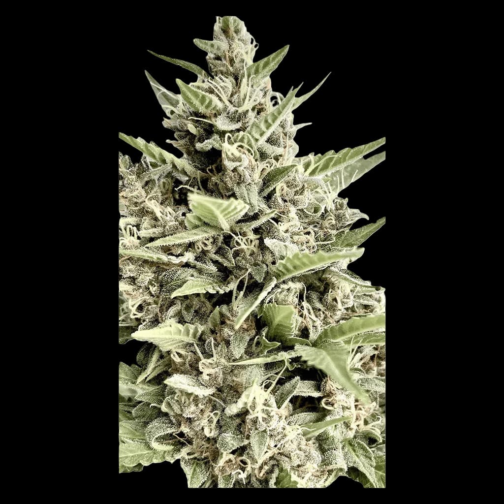 Clone Collector Seed Bank Modified Kush Mints feminized cannabis seeds plant with dense trichomes and serrated leaves