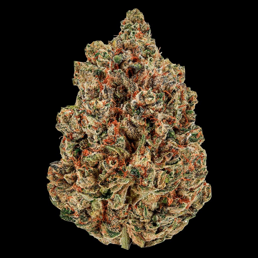 Sugar Daddy cannabis dried flower bud with dense green and orange trichomes on white background
