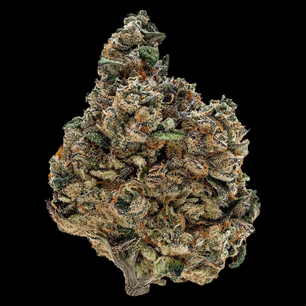 Fleurs séchées de cannabis Tribal Gran Turismo avec des bourgeons denses verts et ambrés recouverts de trichomes cristallins