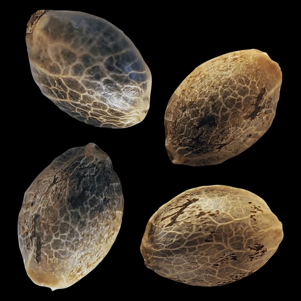 Four cannabis seeds from BC West Coast Feminized Seed Multi Pack by Weathered Islands, showing varied tan and brown coloring with natural striped patterns