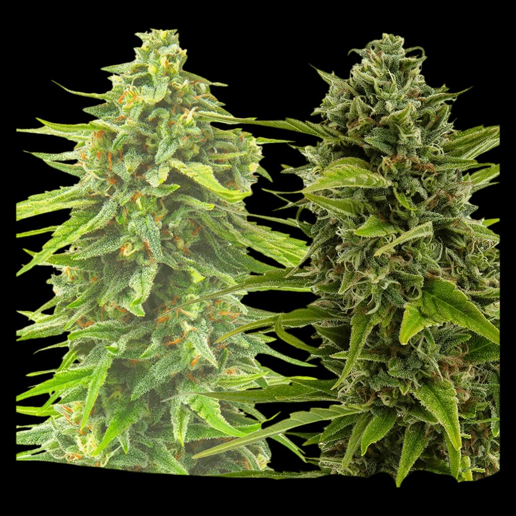 Two cannabis flower buds with dense trichomes and green foliage, representing BC West Coast Feminized seeds from Weathered Islands