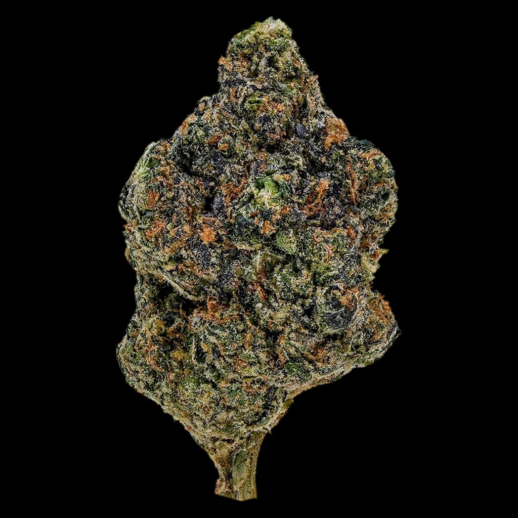 1964 Gasolina cannabis dried flower bud with dense green and amber trichomes