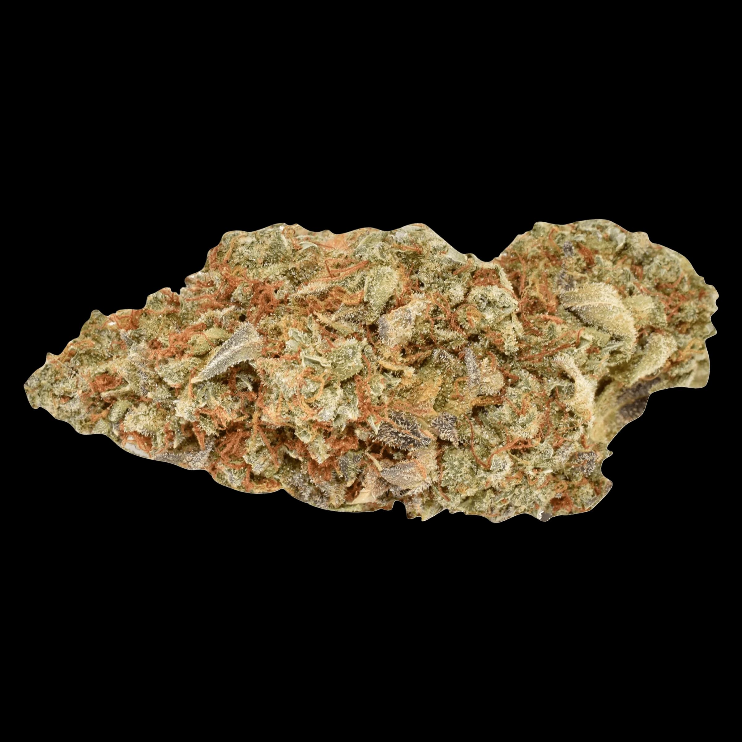 Ripped Sativa cannabis dried flower bud with light green and orange trichomes against white background