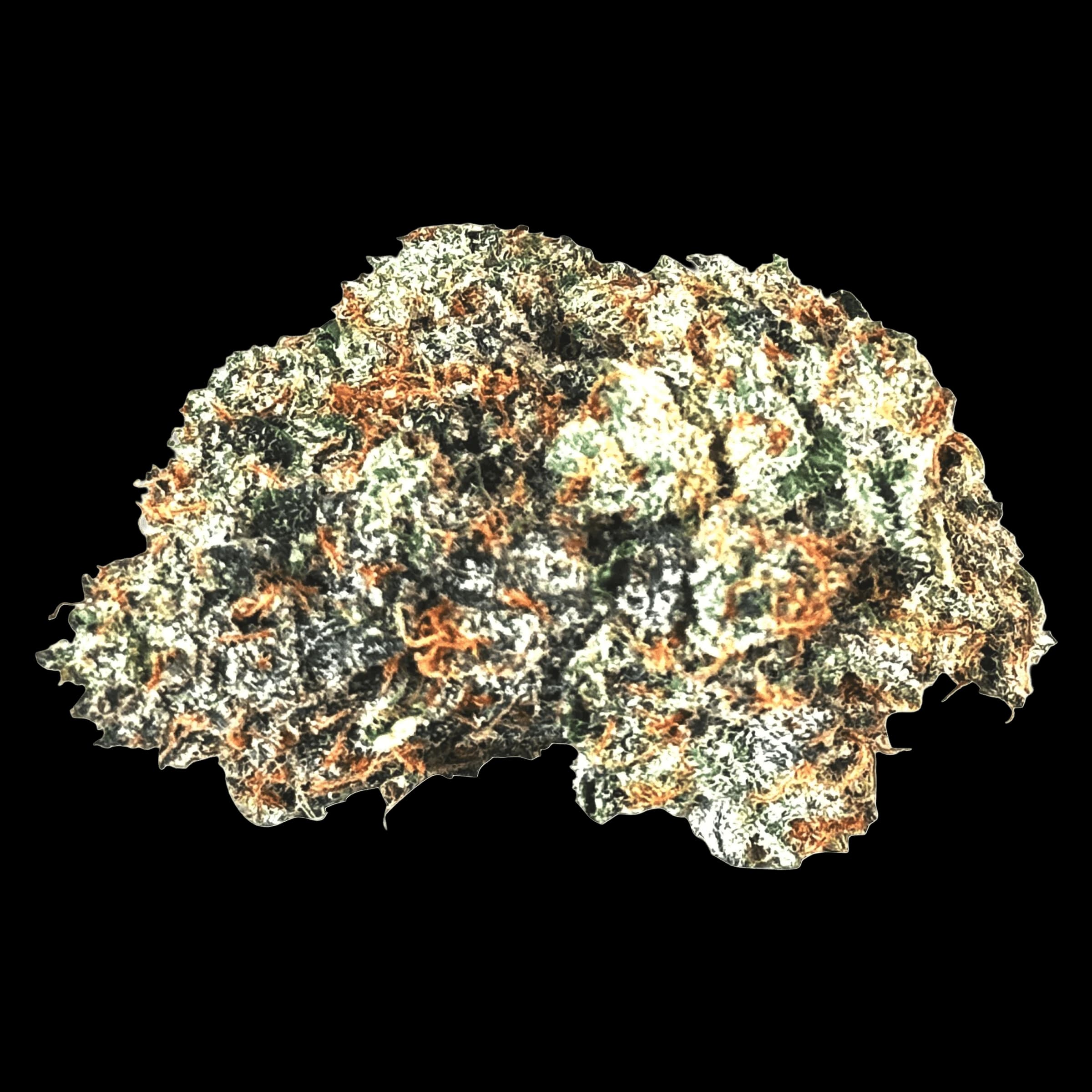 Fleurs séchées Gas N' Up de MTL Cannabis montrant des bourgeons denses verts et blancs givrés avec des pistils orangés