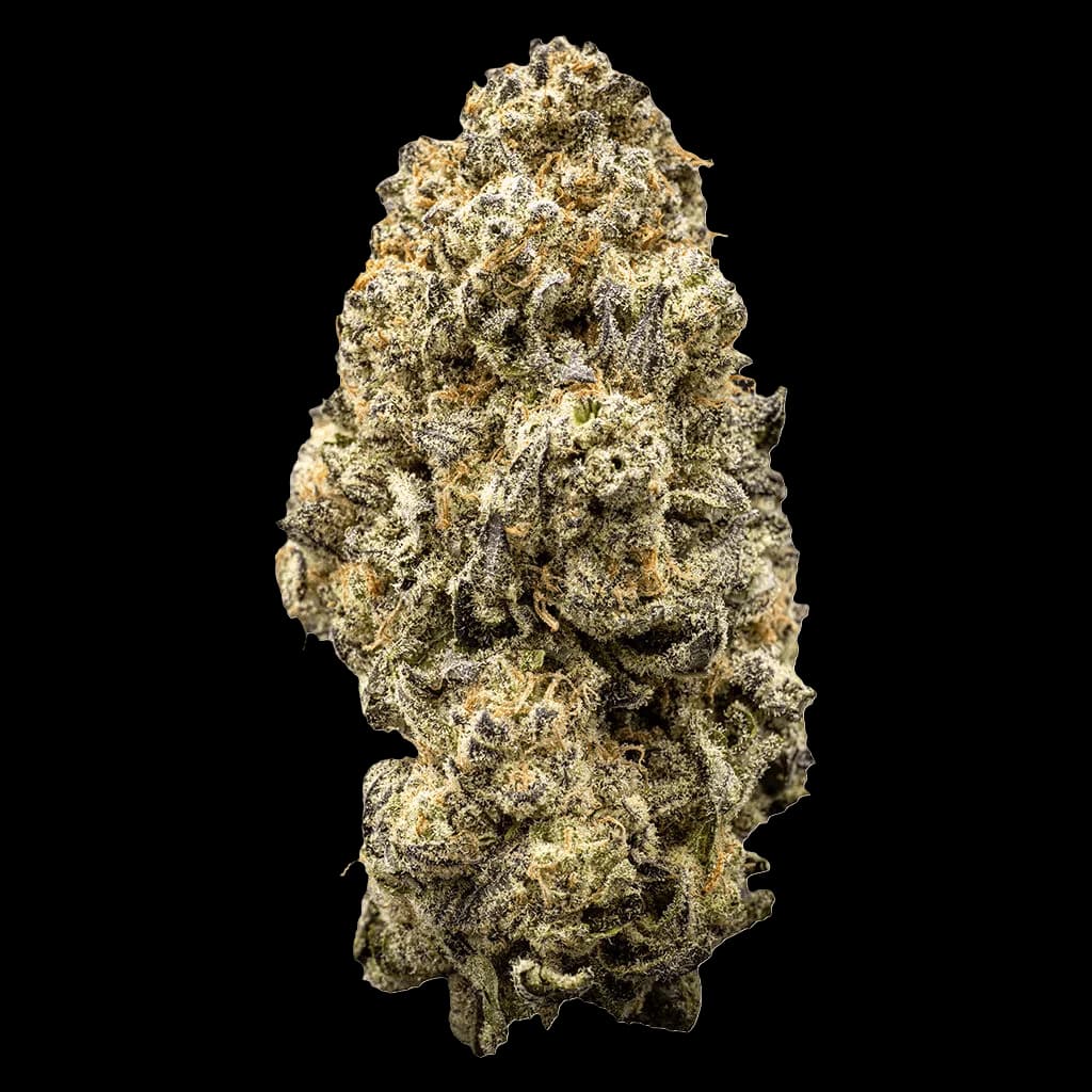 WAZA Orange Slushie cannabis dried flower bud with dense trichomes and cream-colored coating