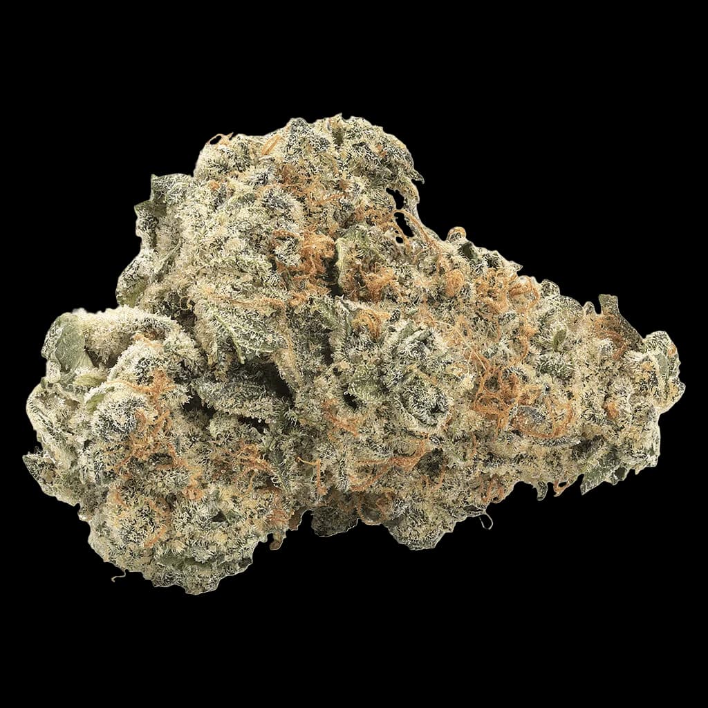 Fleur séchée indica GMO Kush de Big Bag O' Buds avec des trichomes denses verts et ambrés sur fond blanc