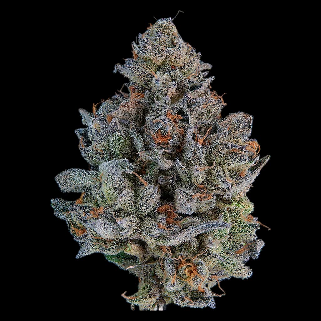 The Cut Signal cannabis dried flower bud with dense trichomes, blue-green foliage, and orange pistils against white background