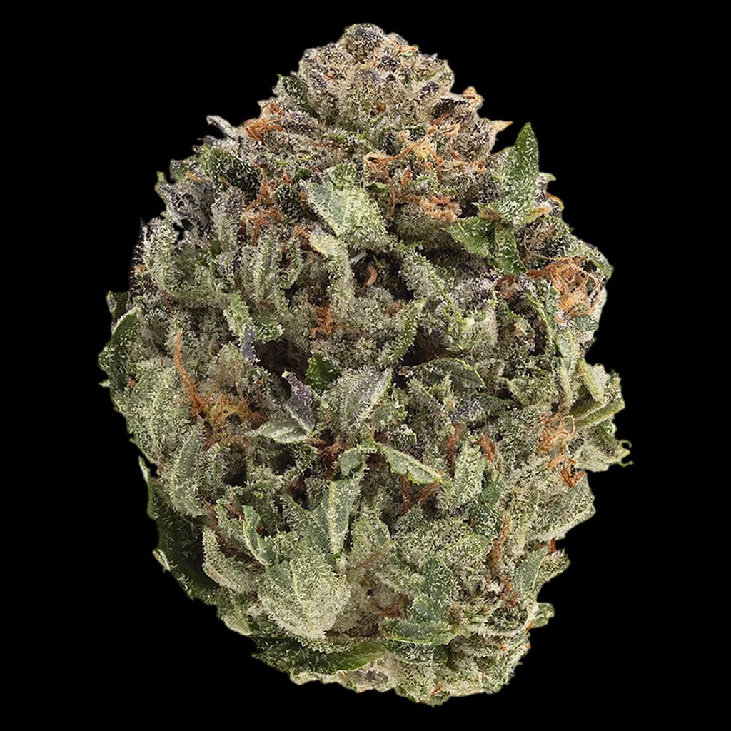 1964 Comatose cannabis dried flower bud with dense green and brown trichome coverage