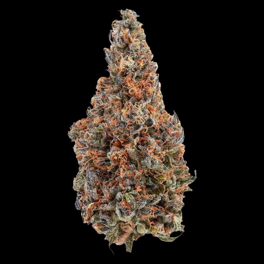 Bourgeon de cannabis en fleur séchée Cheers Cannabis C4 aux trichomes denses orange et verts sur fond blanc