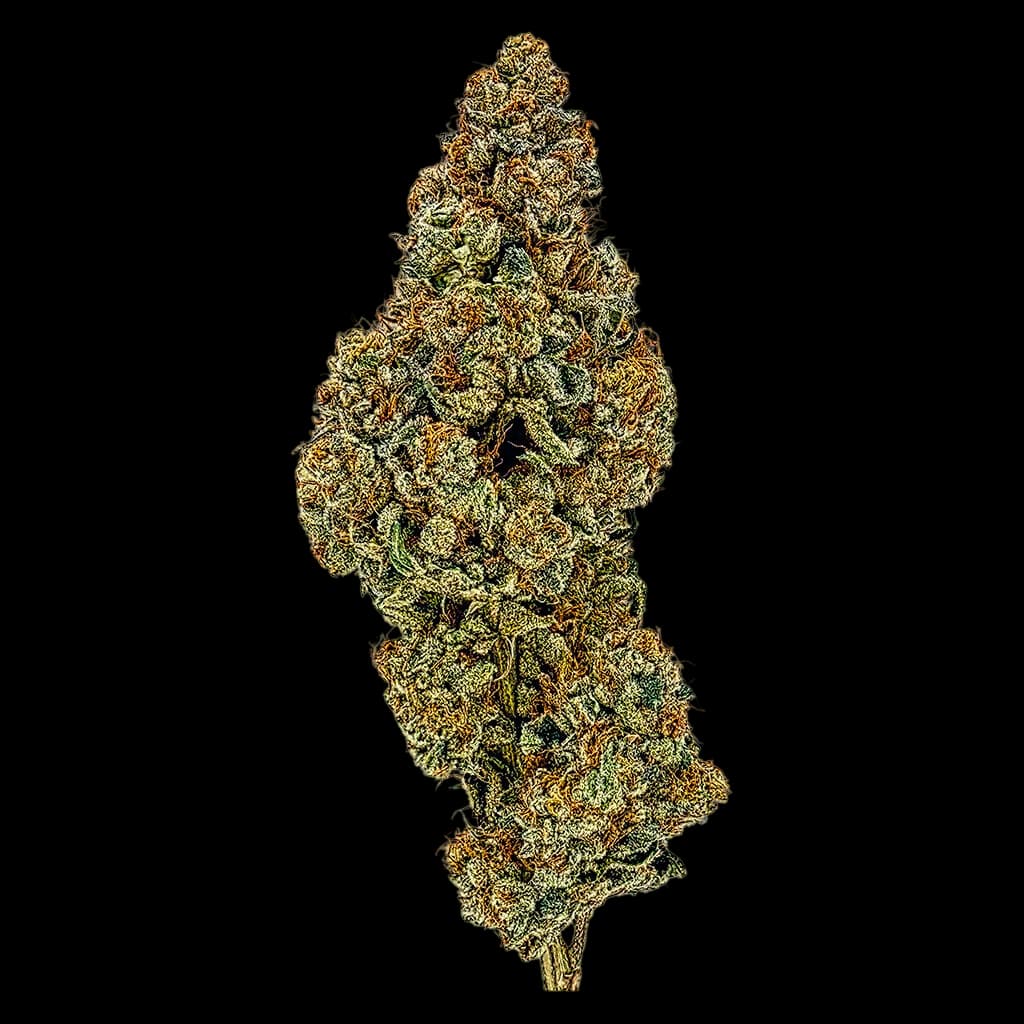 Bourgeon de fleur séchée de cannabis artisanal Supernova Farms, dense et couvert de trichomes verts et dorés, sur fond blanc