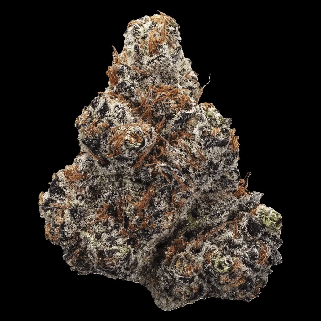 Bourgeons de fleurs séchées de cannabis Northern Lights de Station House, denses en trichomes avec une coloration brun-blanc