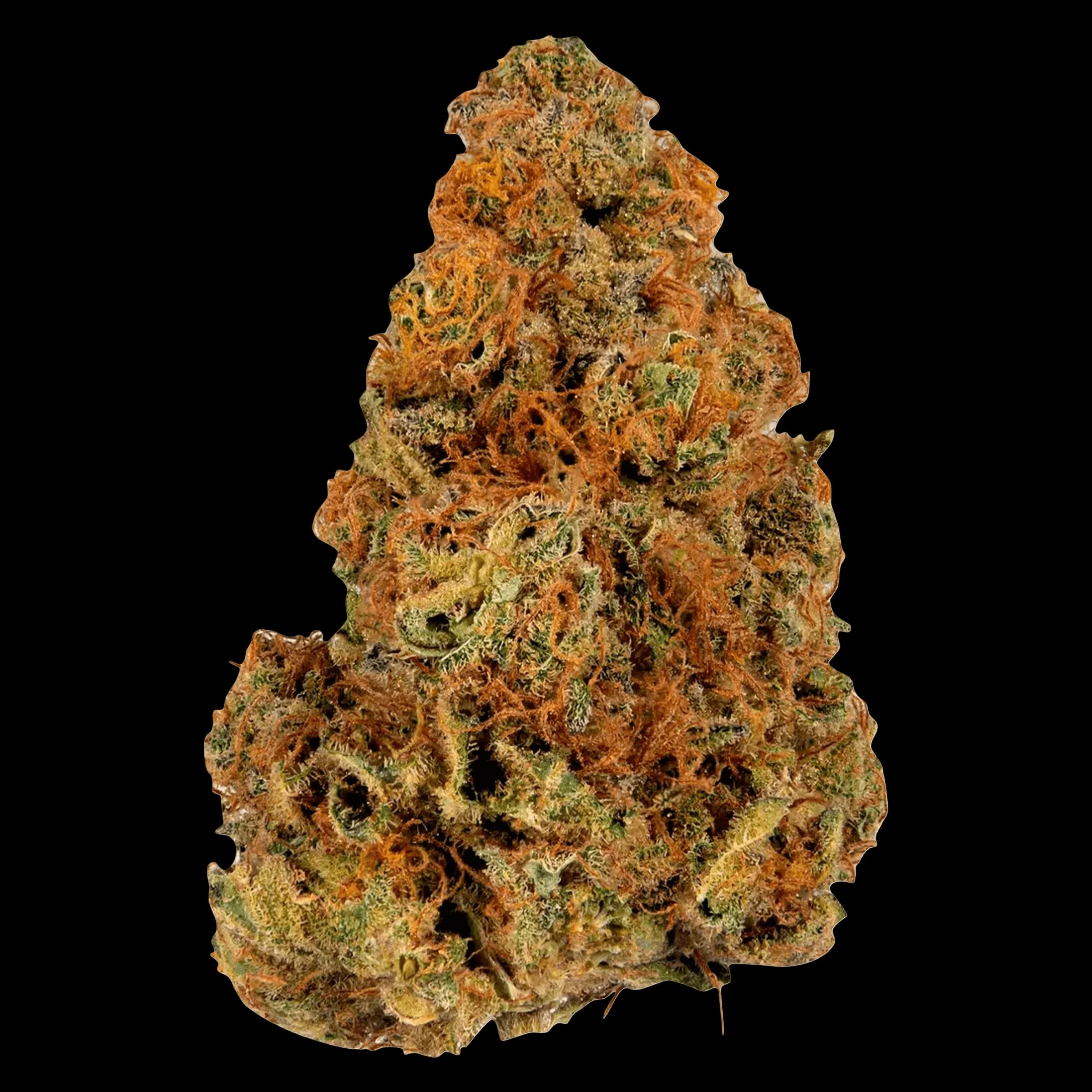 Bourgeon de fleur séchée de cannabis indica Ripped avec trichomes orange et verts, sur fond blanc
