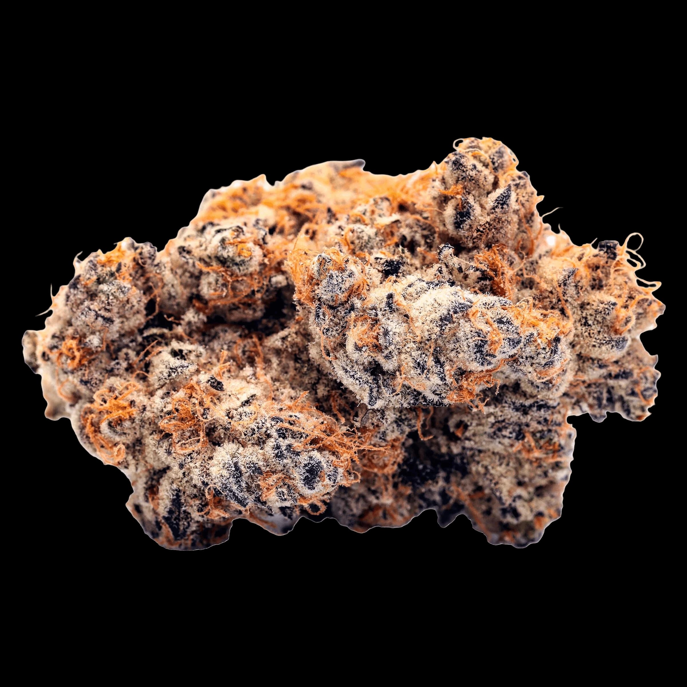 Bourgeons de fleurs séchées de cannabis Big Smallz de Tenzo avec trichomes orange et foncés sur fond blanc