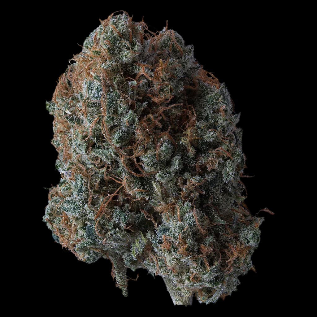 Fleurs séchées de cannabis Bitch Slap de Supernova Farms avec des bourgeons denses verts et bruns couverts de trichomes