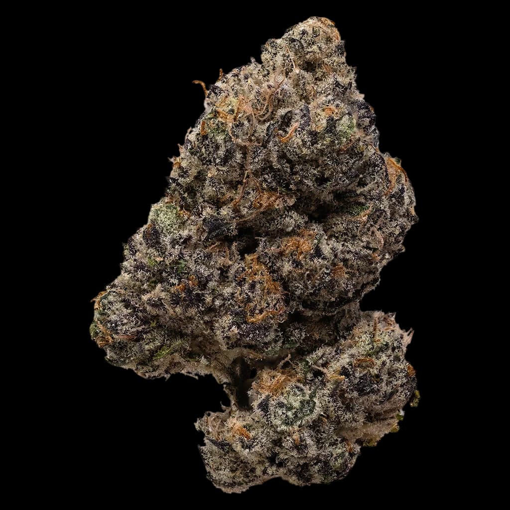 Boutons de cannabis à fleurs séchées Pistol and Paris Pink Rockstar aux trichomes denses et à la coloration vert-brun