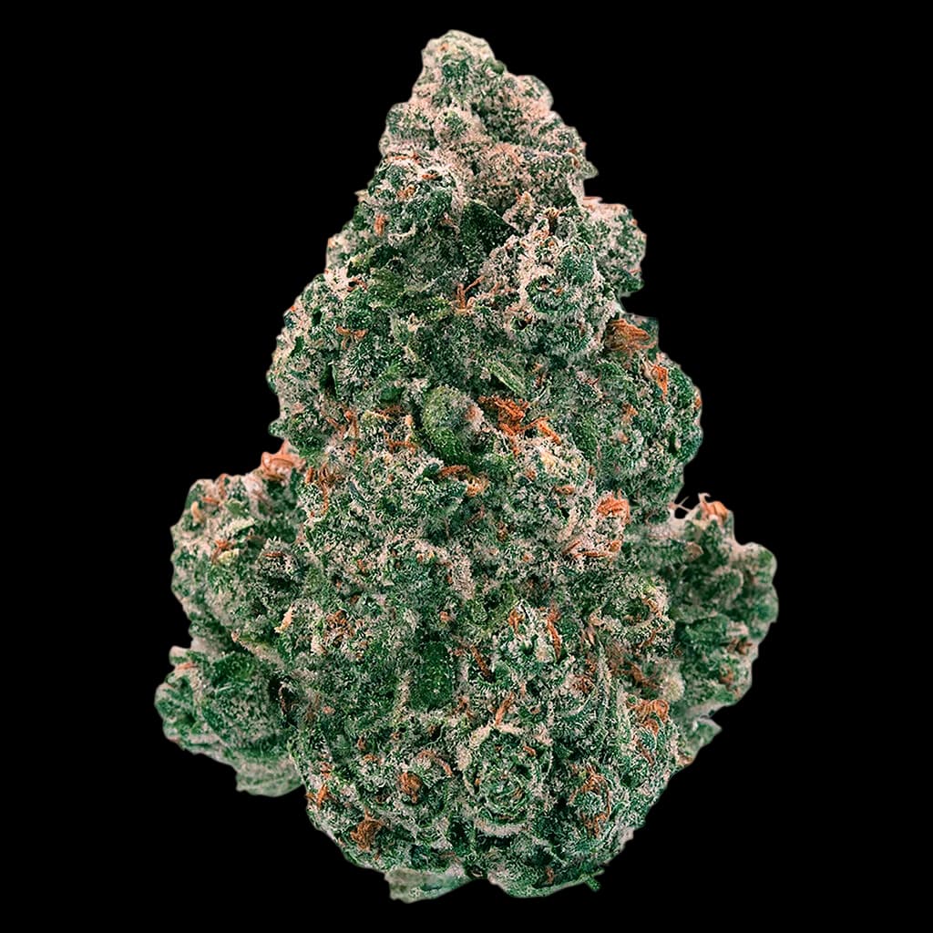 Back Forty Liquid Imagination cannabis dried flower bud with dense green and amber trichomes on white background