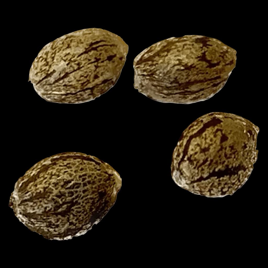 Four cannabis seeds with tan and dark brown striped patterns, displaying typical seed morphology