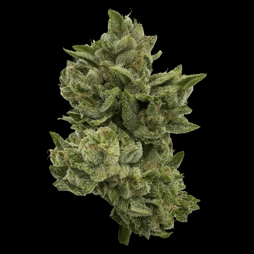 Pretty Sweet Sativa