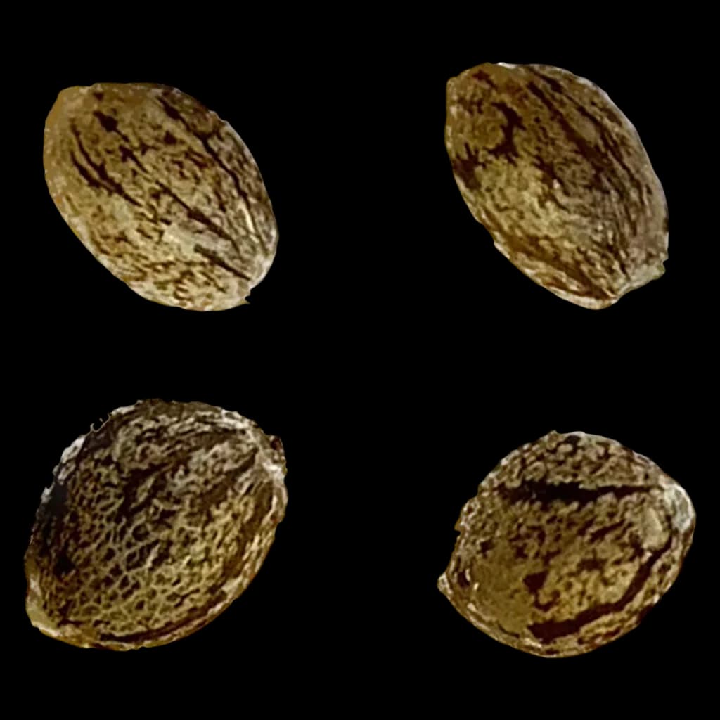 Four cannabis seeds showing varied texture and coloration, representative of Amsterdam Skunk Haze THC AUTO regular seeds