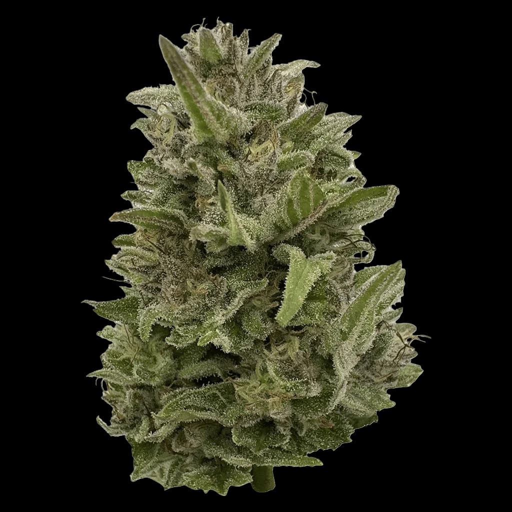 Pretty Chill Indica