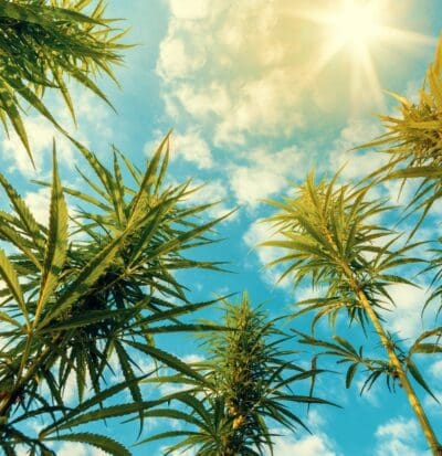 cannabis zone